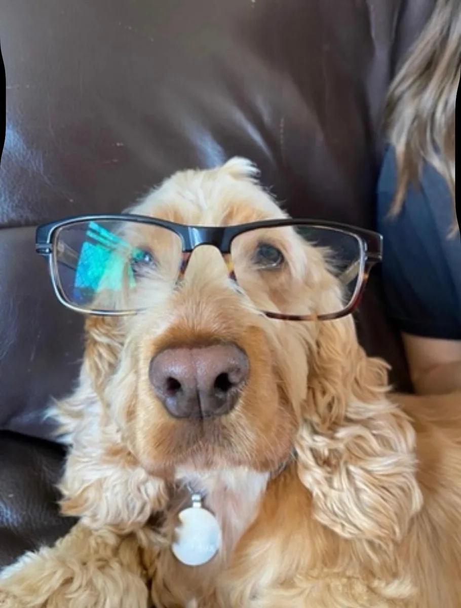 Light-coloured dog wearing glasses