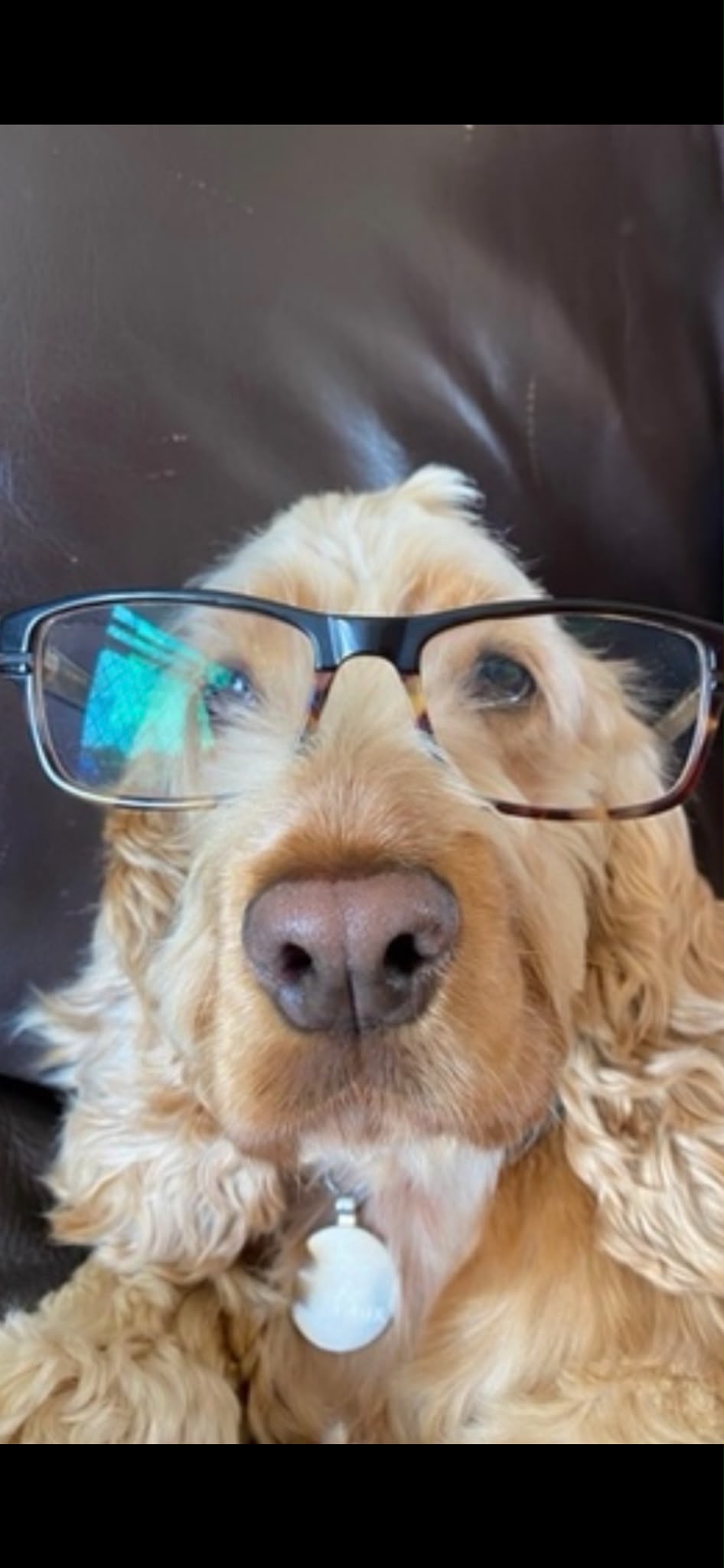 Saffy, our Walks Supervisor, wearing glasses