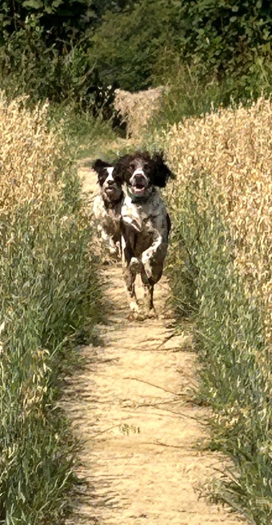 Spaniel running through an open field