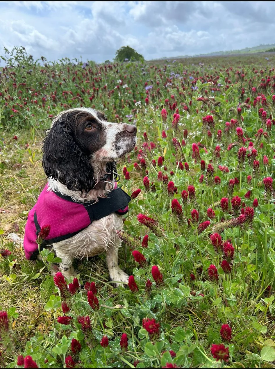 Spaniel sitting in a field with wild flowers
