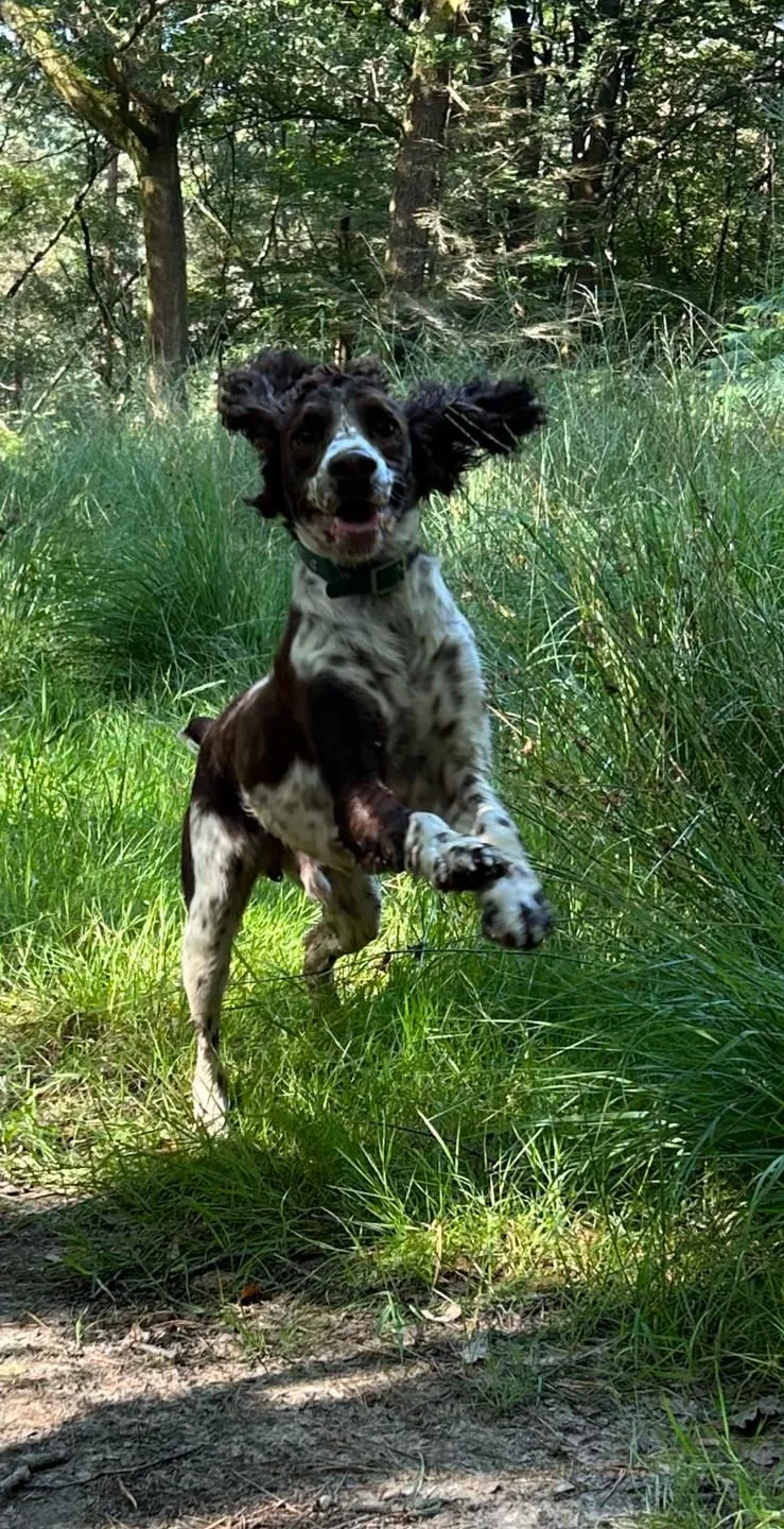 Springer spaniel running in woodland