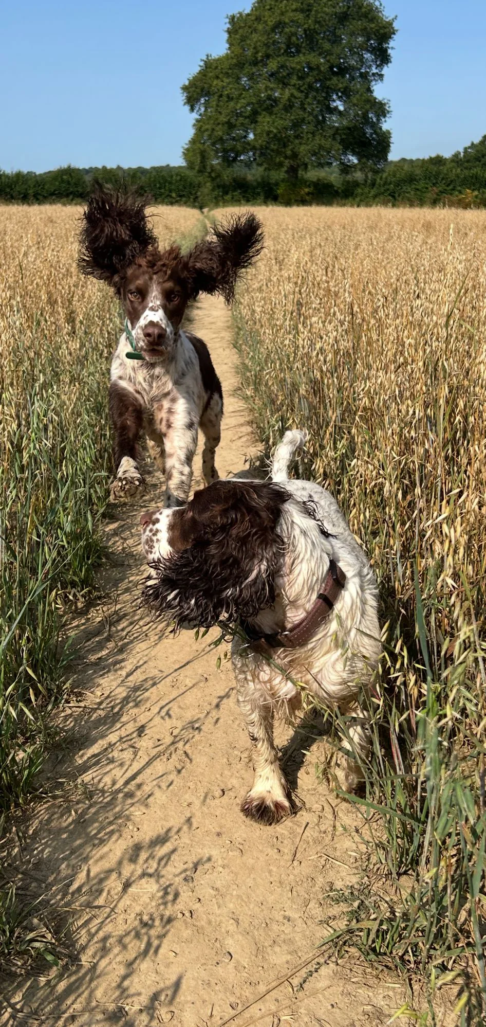 Two dogs walking along a countryside path