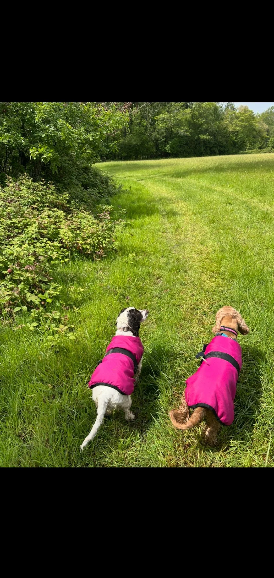 Two dogs looking across a meadow